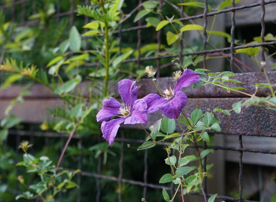 Italian Clematis Seeds | Italian Leather Flower | (Clematis viticella)