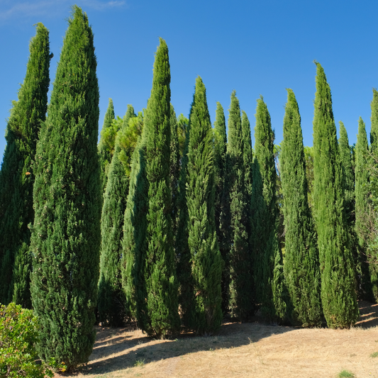 Italian Cypress Tree Seeds | (Cupressus sempervirens ‘Stricta’)