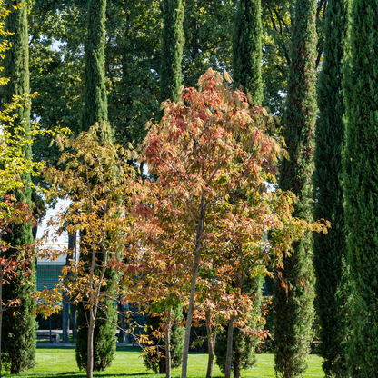 Italian Cypress Tree Seeds | (Cupressus sempervirens ‘Stricta’)