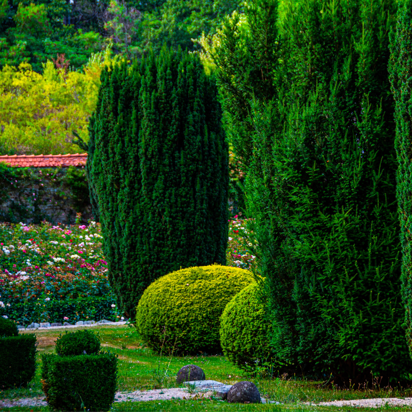 Italian Cypress Tree Seeds | (Cupressus sempervirens ‘Stricta’)