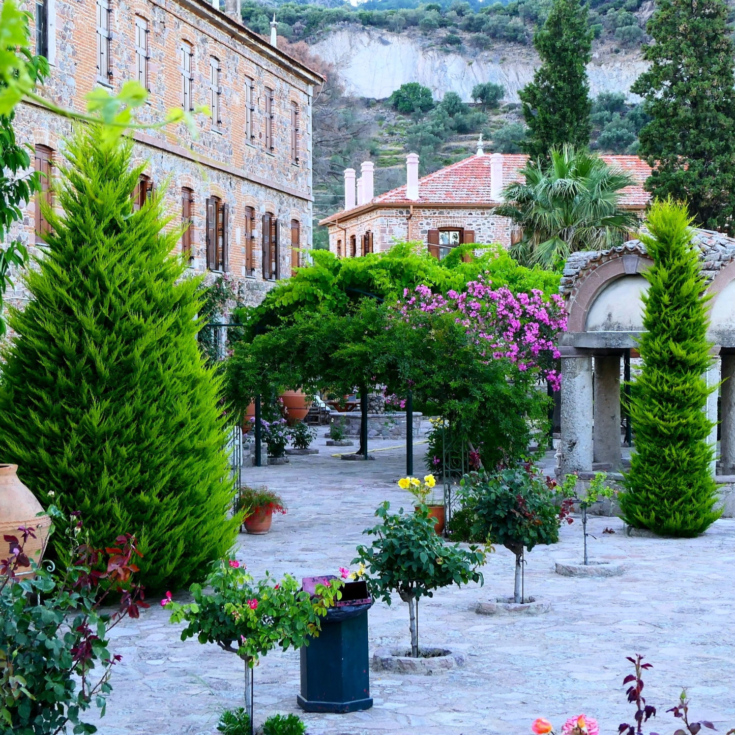 Italian Cypress Tree Seeds | (Cupressus sempervirens ‘Stricta’)