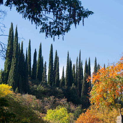 Italian Cypress Tree Seeds | (Cupressus sempervirens ‘Stricta’)