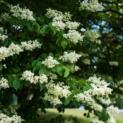 Japanese Lilac Tree Seeds (Syringa reticulata)