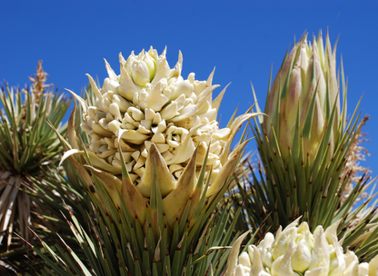Joshua Tree Tree Seeds | Yucca Palm | (Yucca brevifolia)