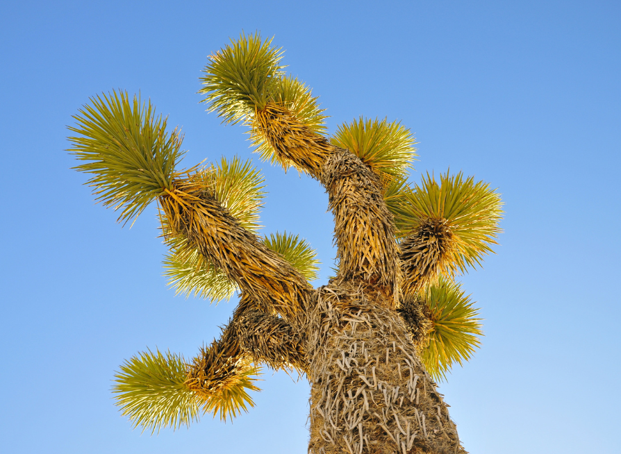 Joshua Tree Tree Seeds | Yucca Palm | (Yucca brevifolia)