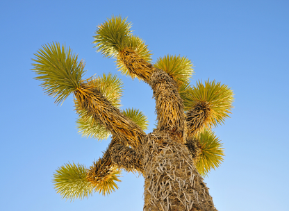 Joshua Tree Tree Seeds | Yucca Palm | (Yucca brevifolia)