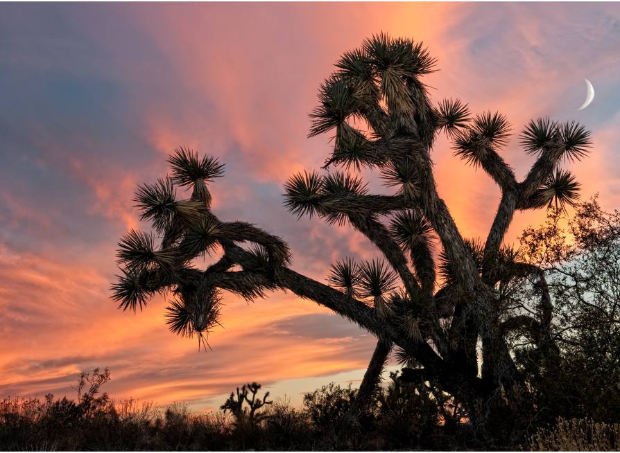 Joshua Tree Tree Seeds | Yucca Palm | (Yucca brevifolia)
