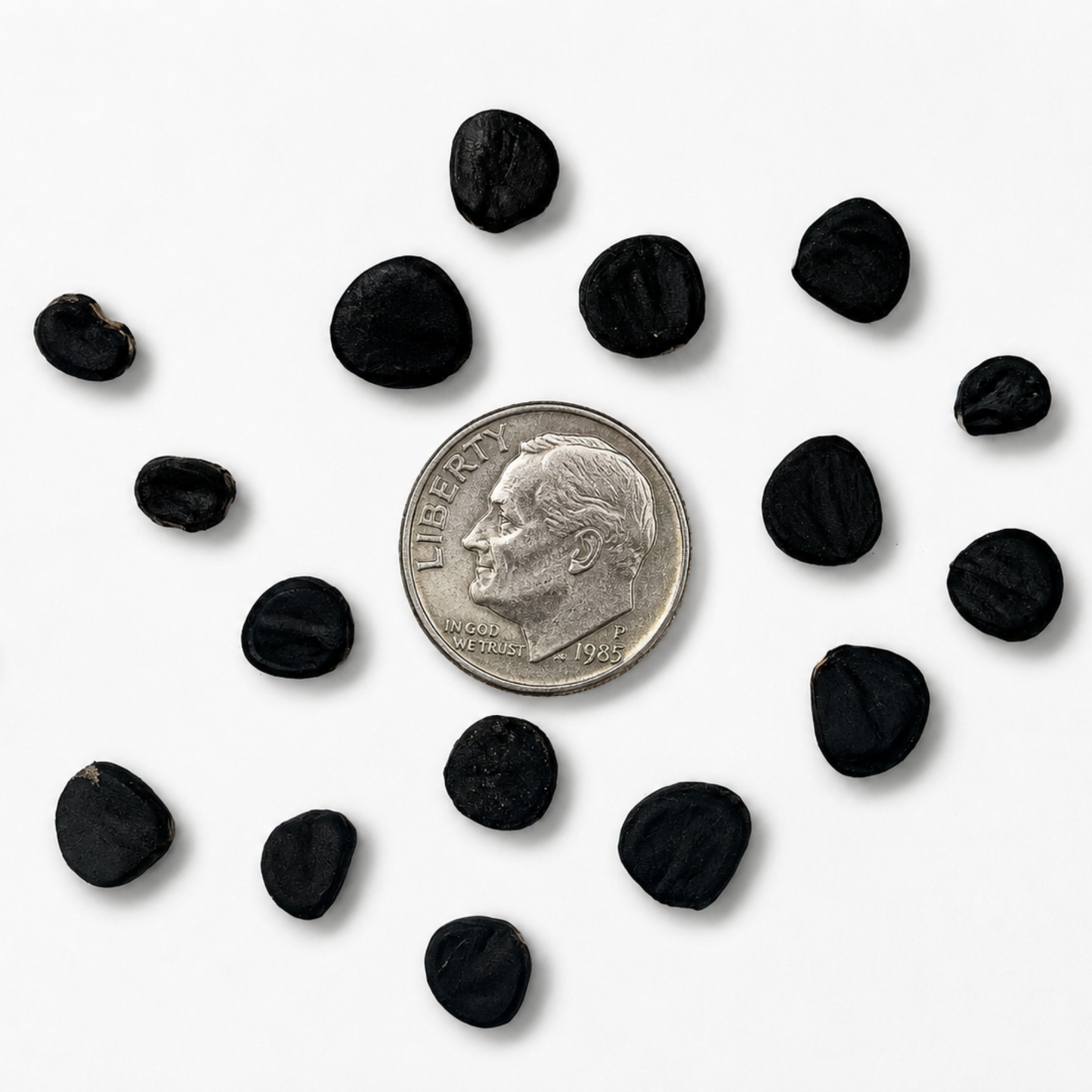 Joshua Tree Tree Seeds | Yucca Palm | (Yucca brevifolia)