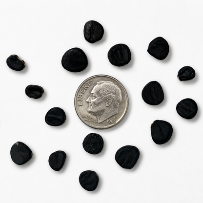 Joshua Tree Tree Seeds | Yucca Palm | (Yucca brevifolia)