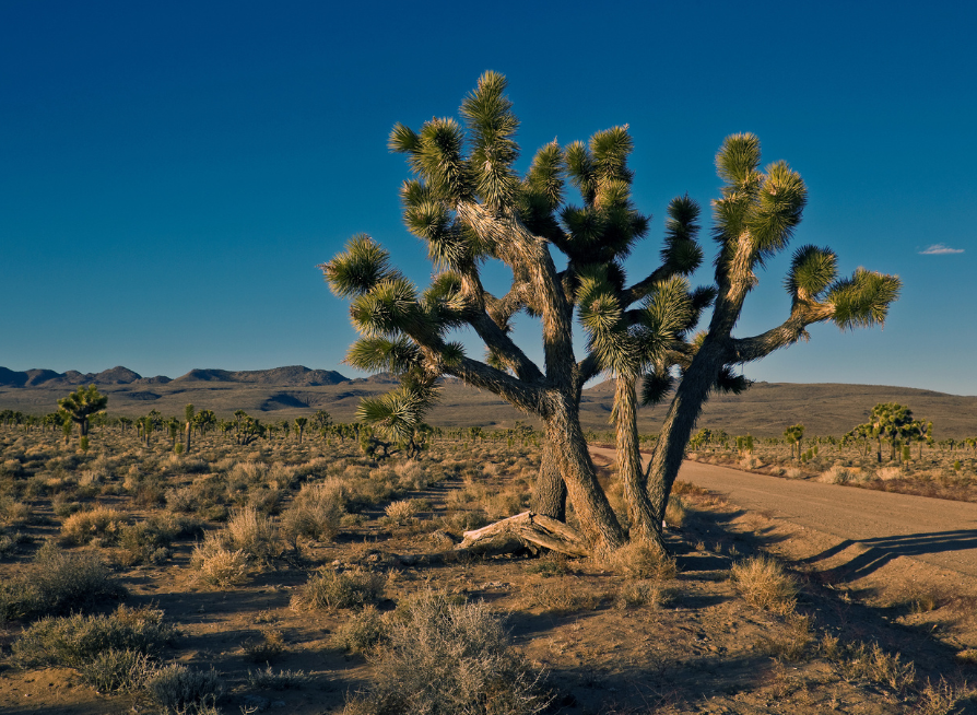 Joshua Tree Tree Seeds | Yucca Palm | (Yucca brevifolia)