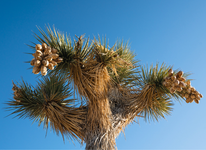 Joshua Tree Tree Seeds | Yucca Palm | (Yucca brevifolia)