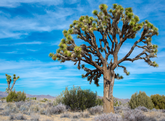 Joshua Tree Tree Seeds | Yucca Palm | (Yucca brevifolia)