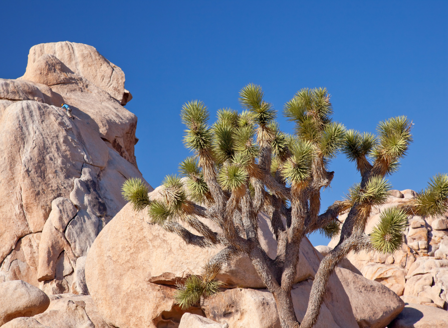 Joshua Tree Tree Seeds | Yucca Palm | (Yucca brevifolia)