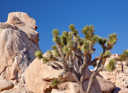 Joshua Tree Tree Seeds | Yucca Palm | (Yucca brevifolia)