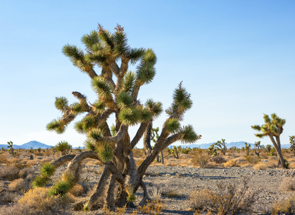 Joshua Tree Tree Seeds | Yucca Palm | (Yucca brevifolia)