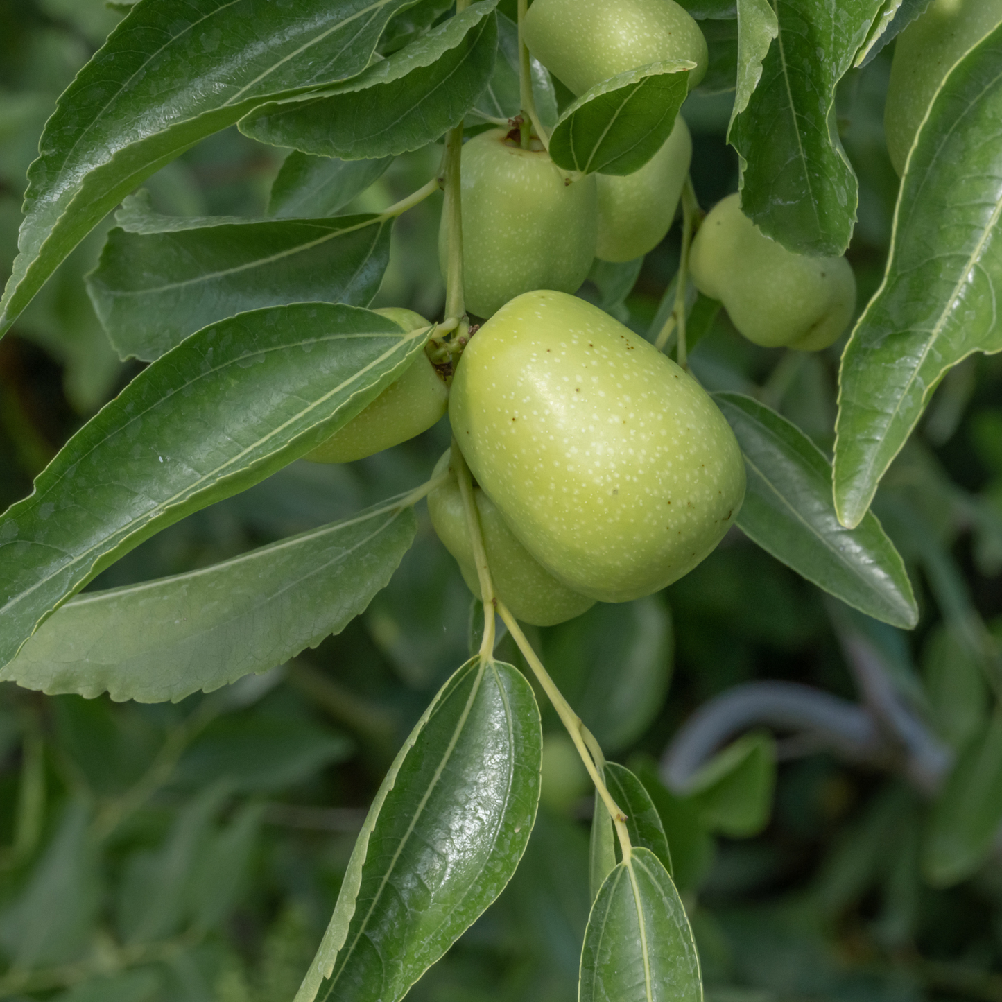 Jujube Tree Seeds | Chinese Date | (Ziziphus jujuba)
