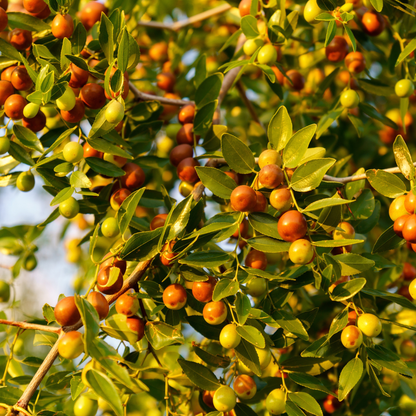 Jujube Tree Seeds | Chinese Date | (Ziziphus jujuba)