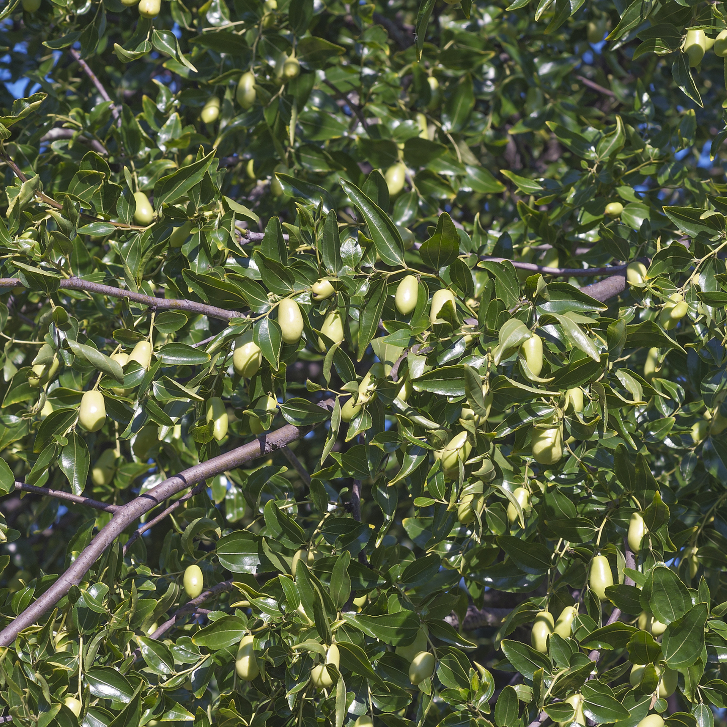 Jujube Tree Seeds | Chinese Date | (Ziziphus jujuba)