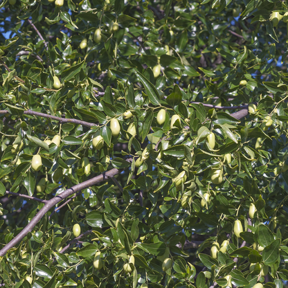 Jujube Tree Seeds | Chinese Date | (Ziziphus jujuba)