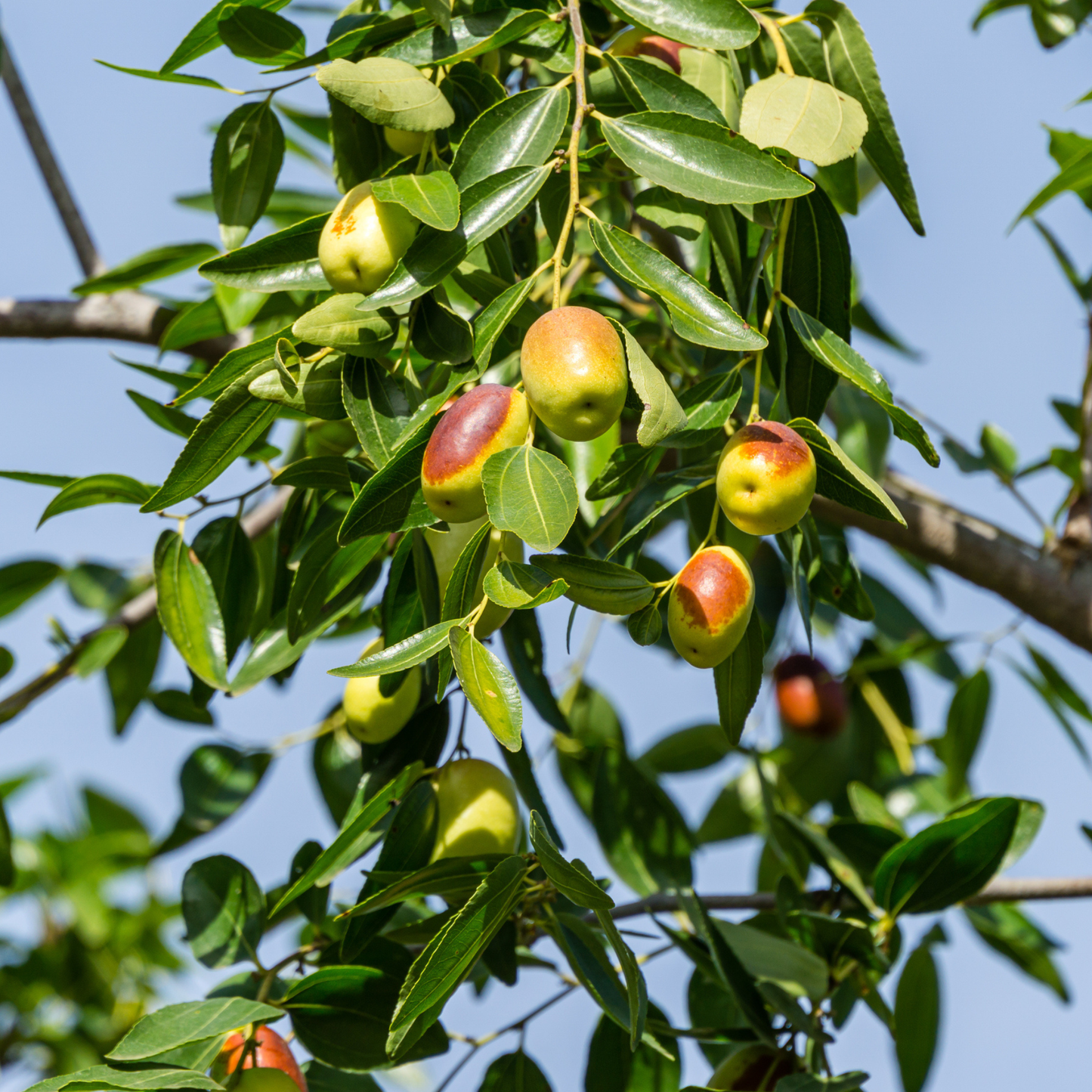 Jujube Tree Seeds | Chinese Date | (Ziziphus jujuba)