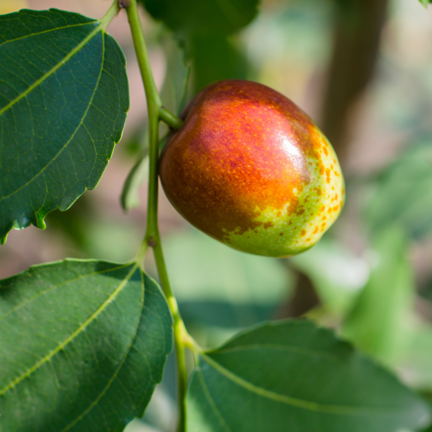 Jujube Tree Seeds | Chinese Date | (Ziziphus jujuba)
