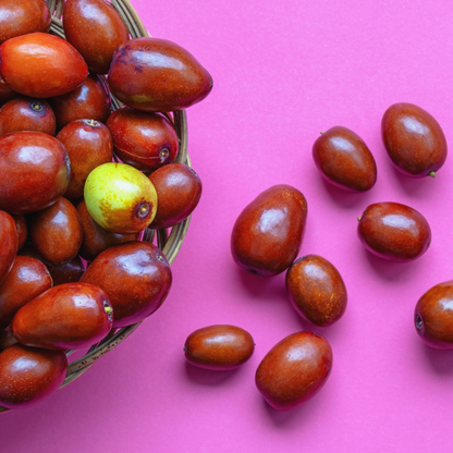Jujube Tree Seeds | Chinese Date | (Ziziphus jujuba)