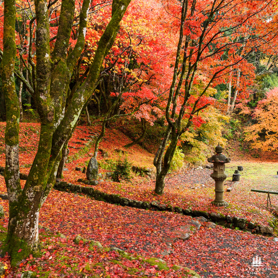 Japanese Maple Tree Seeds-(Acer palmatum)