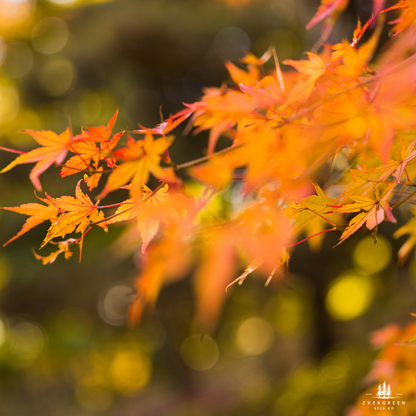 Japanese Maple Tree Seeds-(Acer palmatum)