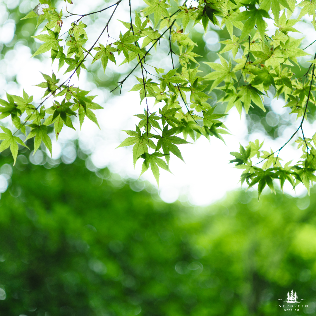 Japanese Maple Tree Seeds-(Acer palmatum)