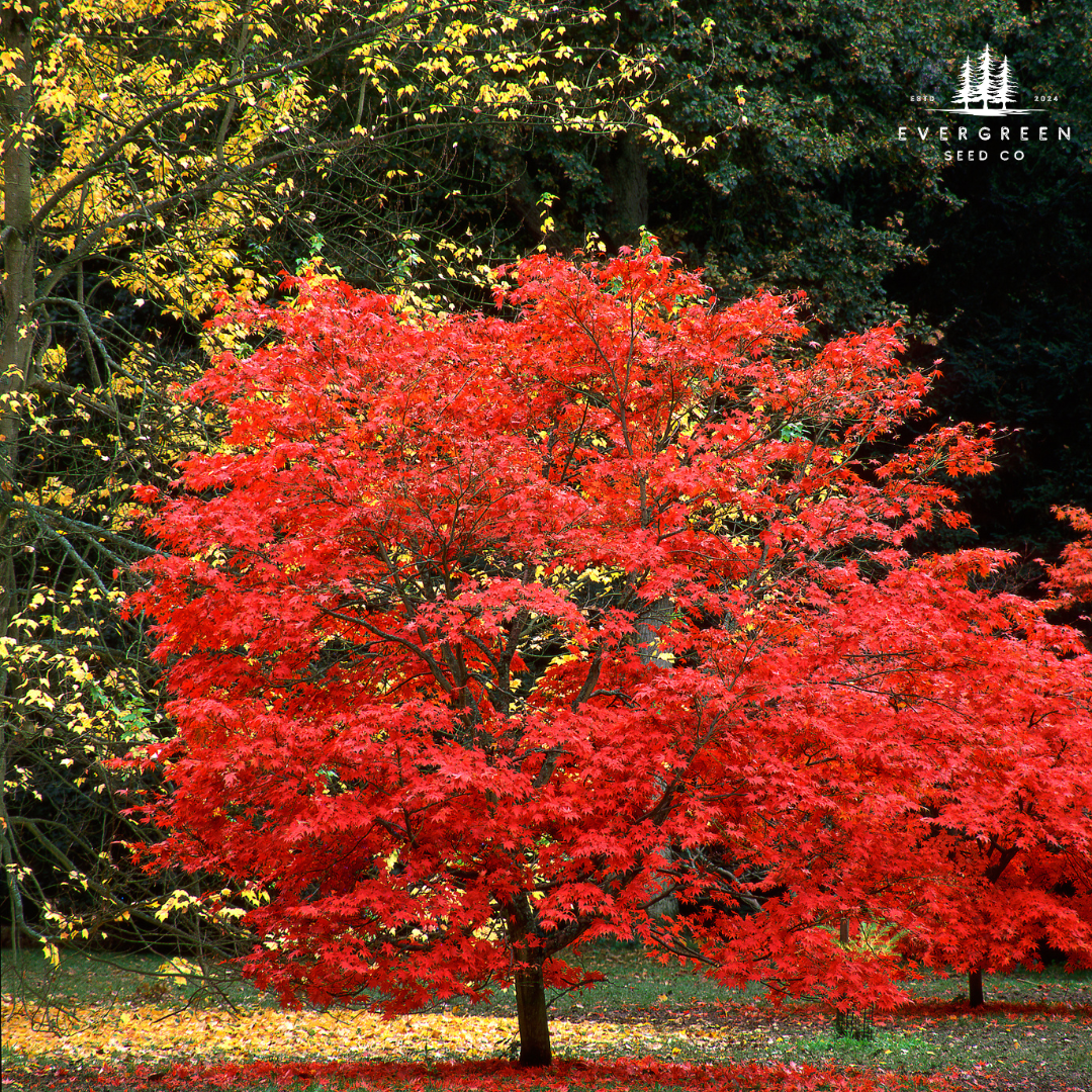 Japanese Maple Seeds | Acer palmatum Bonsai & Ornamental – Evergreen ...