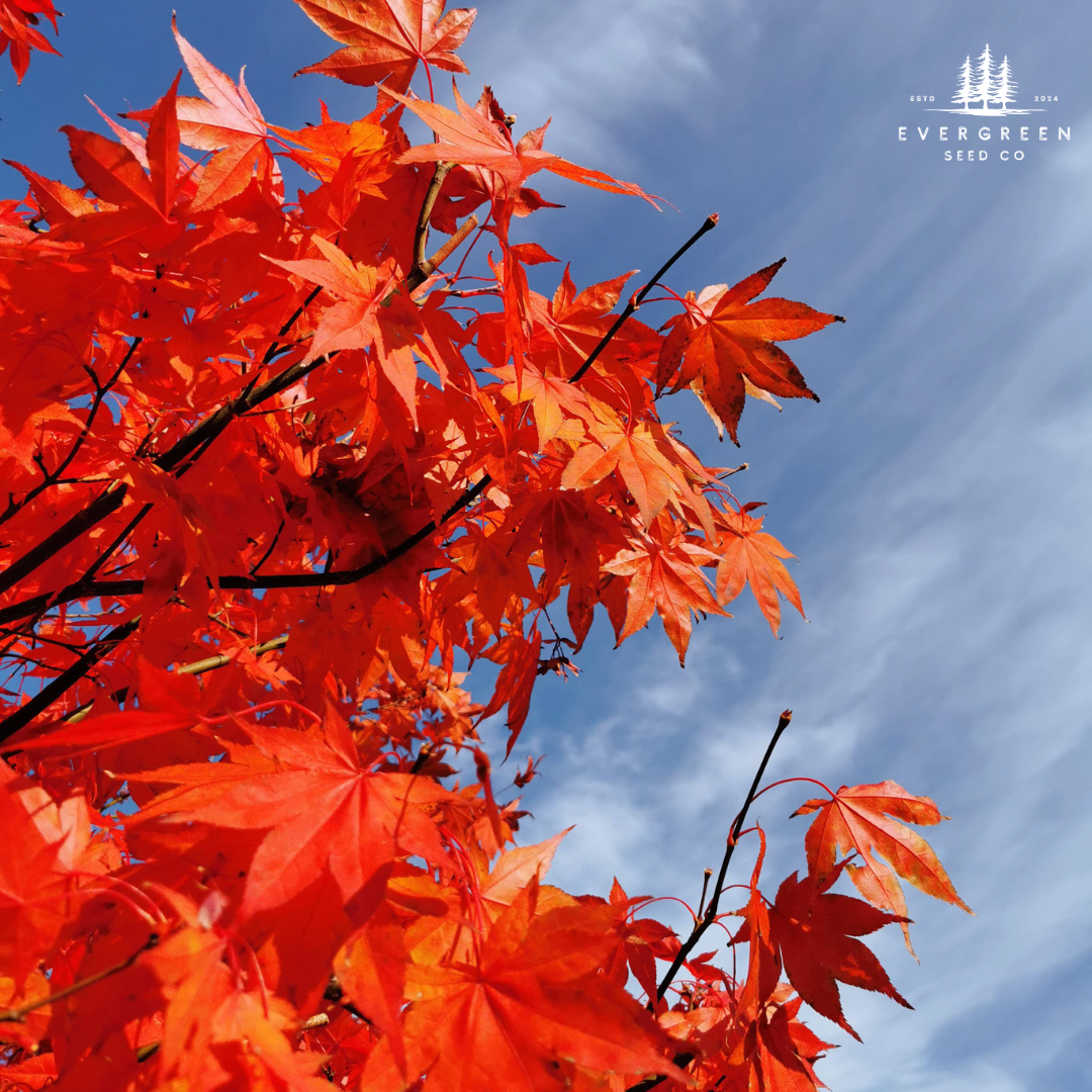 Japanese Maple Tree Seeds-(Acer palmatum)