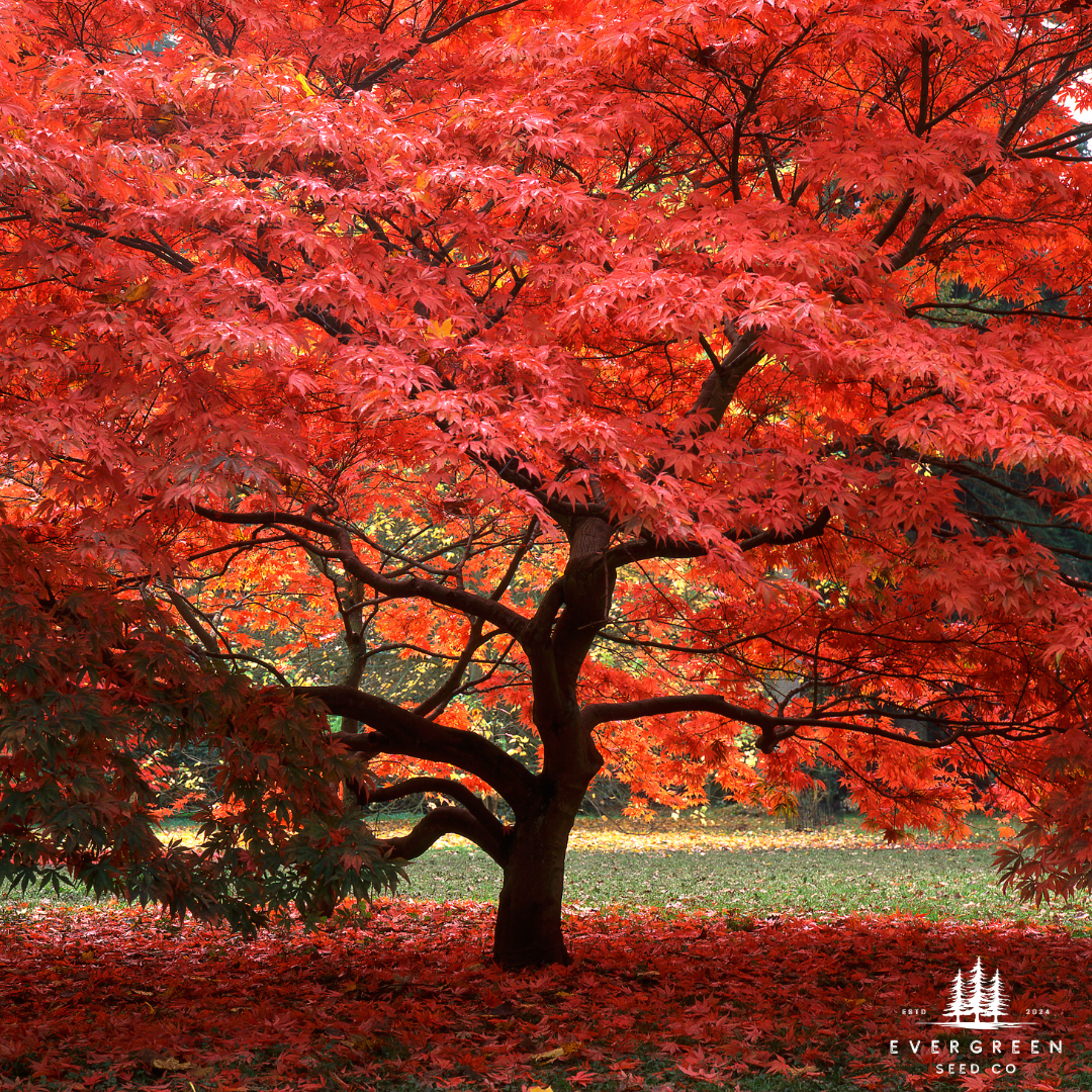 Japanese Maple Tree Seeds-(Acer palmatum)