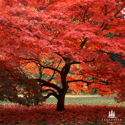 Japanese Maple Tree Seeds-(Acer palmatum)