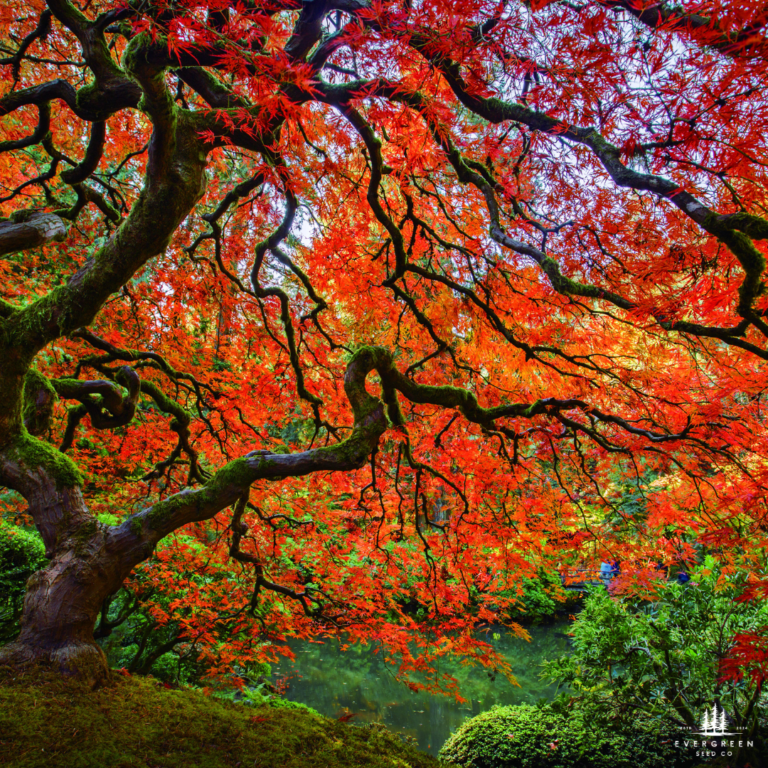 Japanese Maple Tree Seeds-(Acer palmatum)