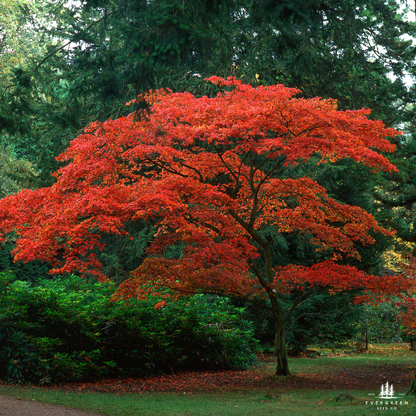 Japanese Maple Tree Seeds-(Acer palmatum)