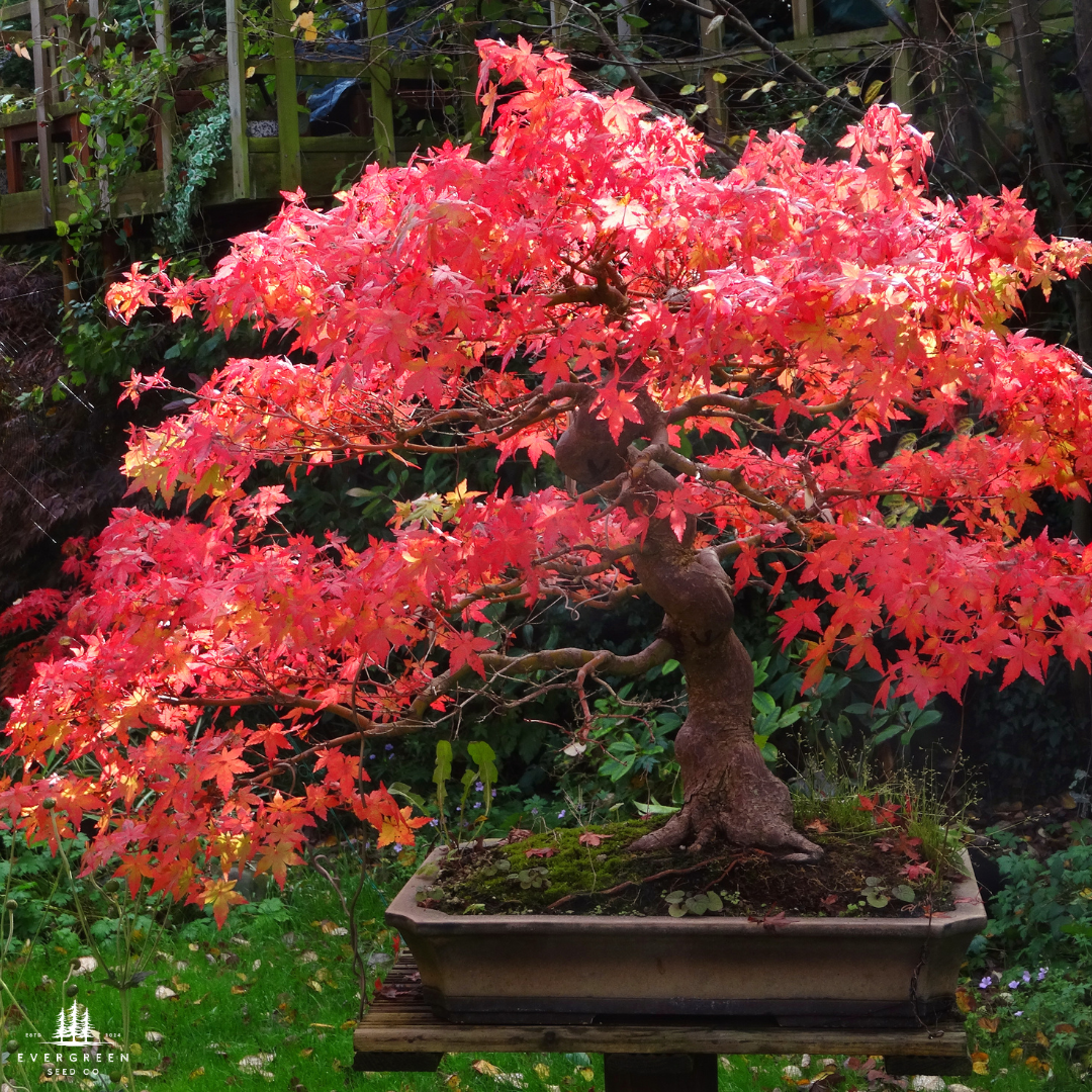 Japanese Maple Tree Seeds-(Acer palmatum)