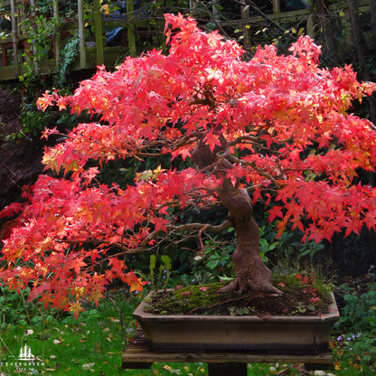 Japanese Maple Tree Seeds-(Acer palmatum)