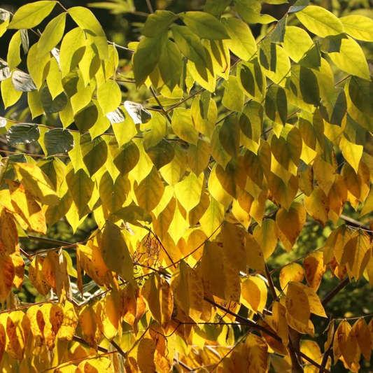 Kentucky Coffeetree Seeds (Gymnocladus dioicus)