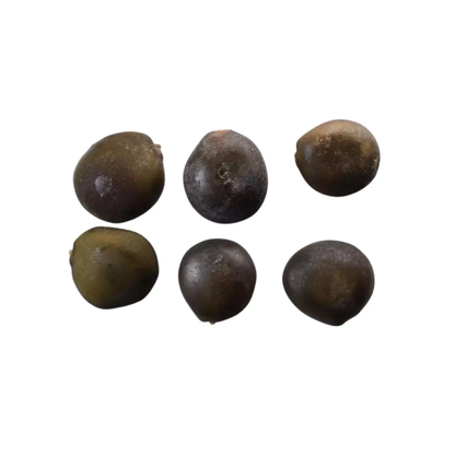 Kentucky Coffeetree Seeds (Gymnocladus dioicus)