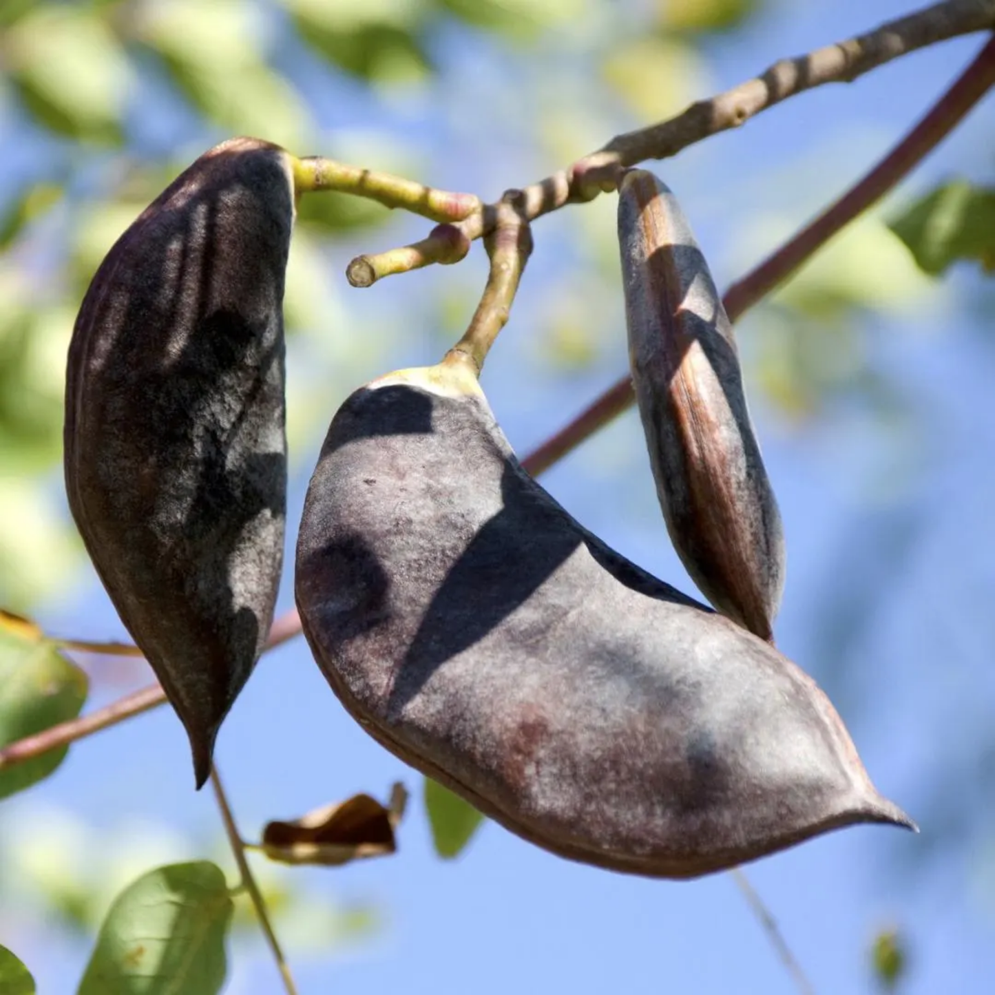 Kentucky Coffeetree Seeds (Gymnocladus dioicus)