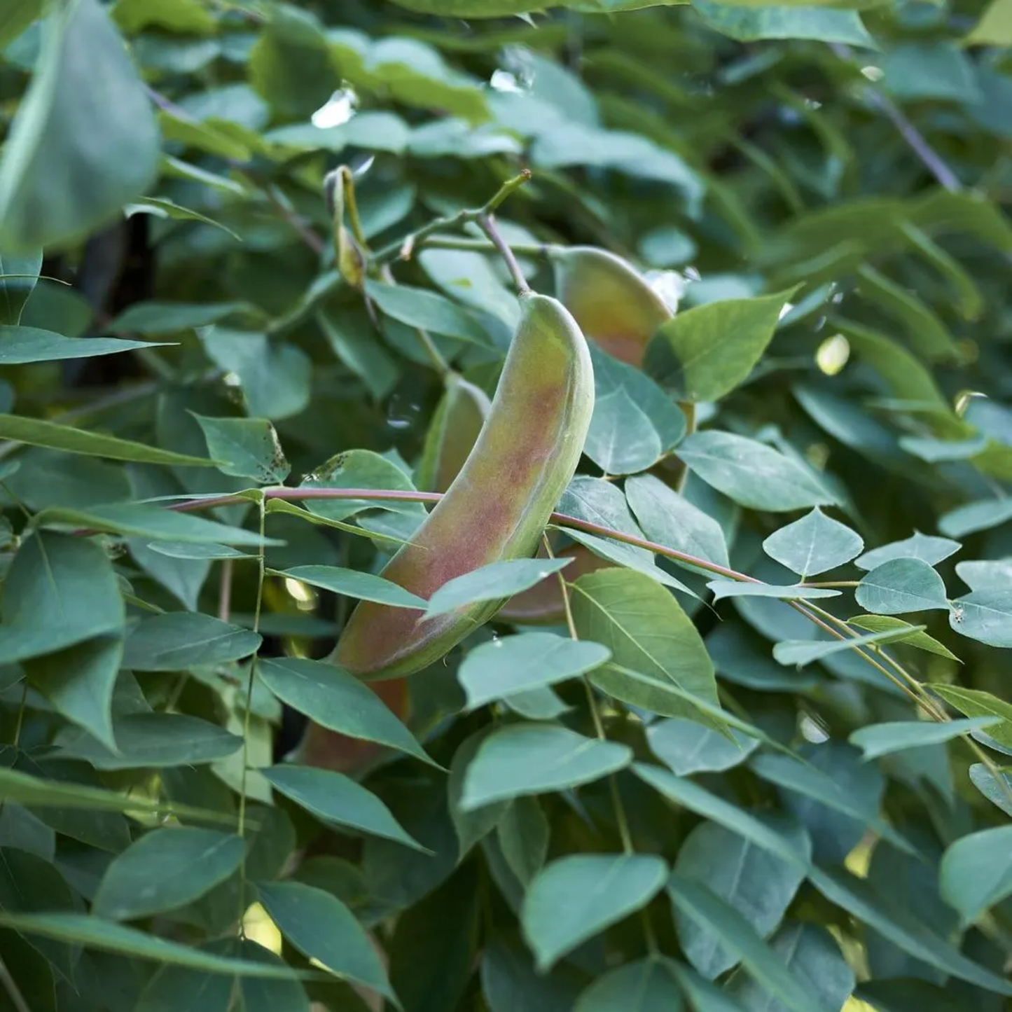 Kentucky Coffeetree Seeds (Gymnocladus dioicus)