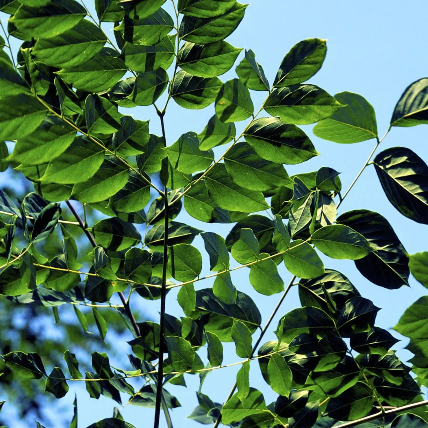 Kentucky Coffeetree Seeds (Gymnocladus dioicus)