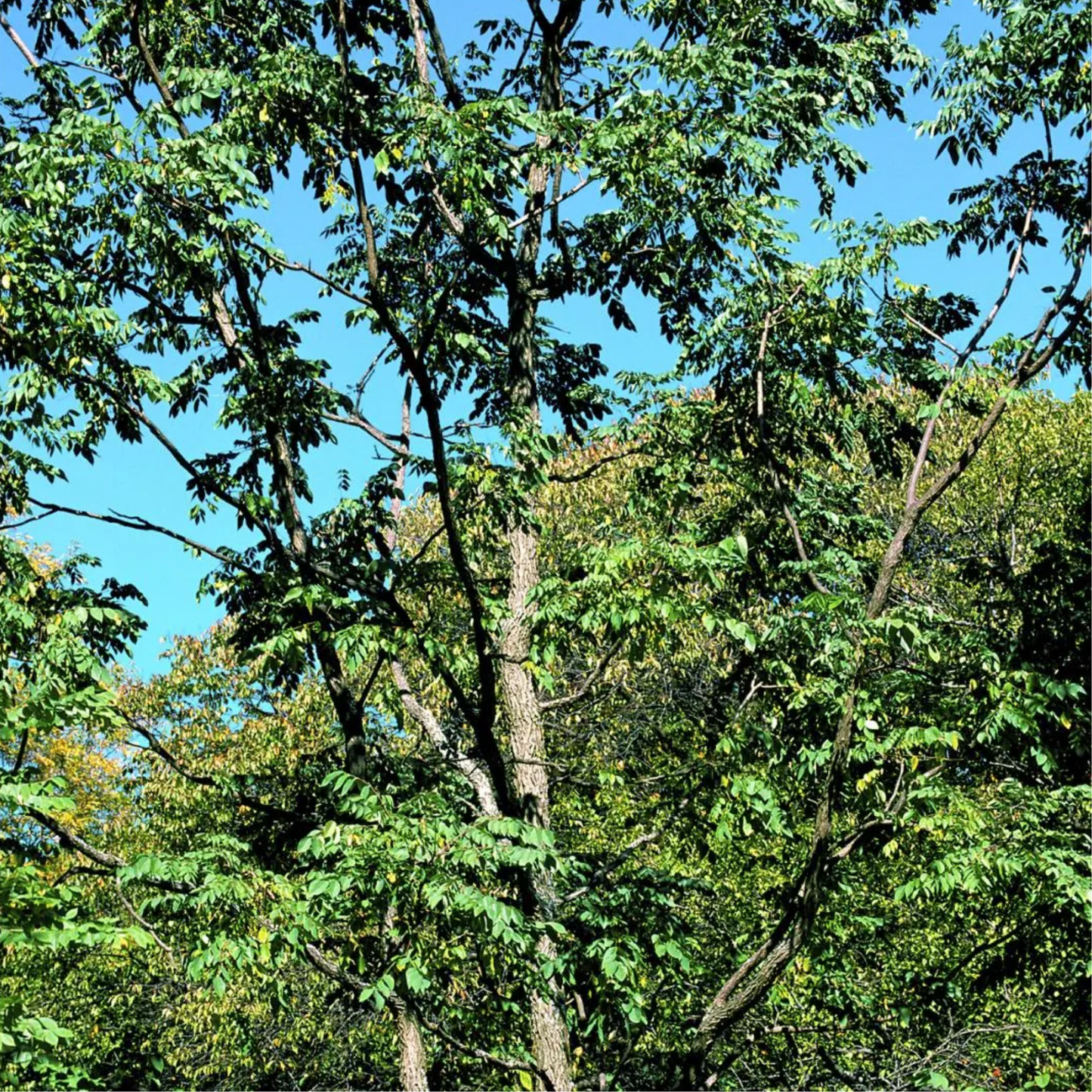 Kentucky Coffeetree Seeds (Gymnocladus dioicus)