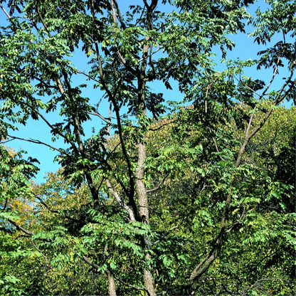 Kentucky Coffeetree Seeds (Gymnocladus dioicus)