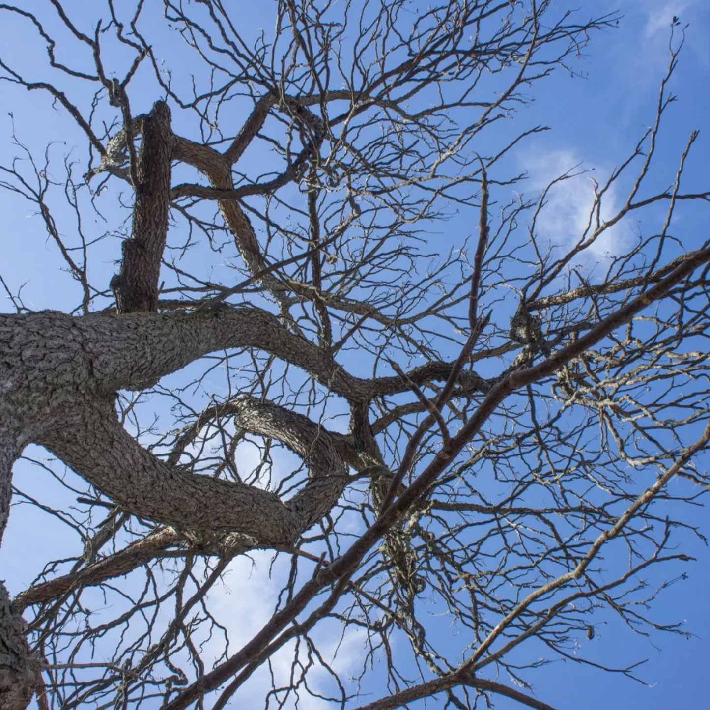 Kentucky Coffeetree Seeds (Gymnocladus dioicus)