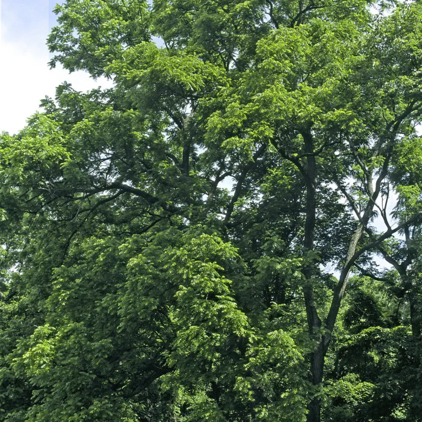 Kentucky Coffeetree Seeds (Gymnocladus dioicus)