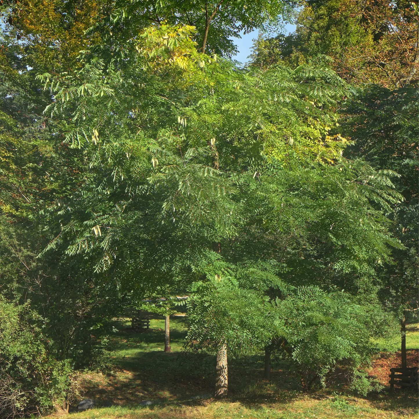 Kentucky Coffeetree Seeds (Gymnocladus dioicus)