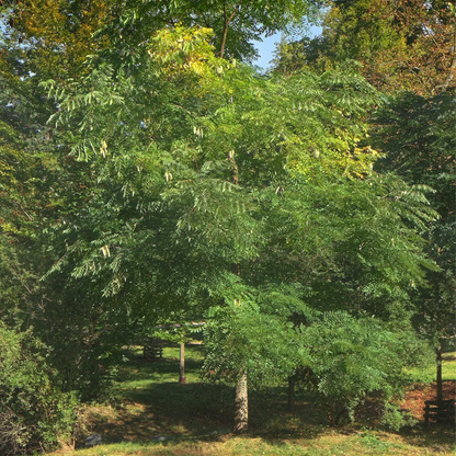 Kentucky Coffeetree Seeds (Gymnocladus dioicus)