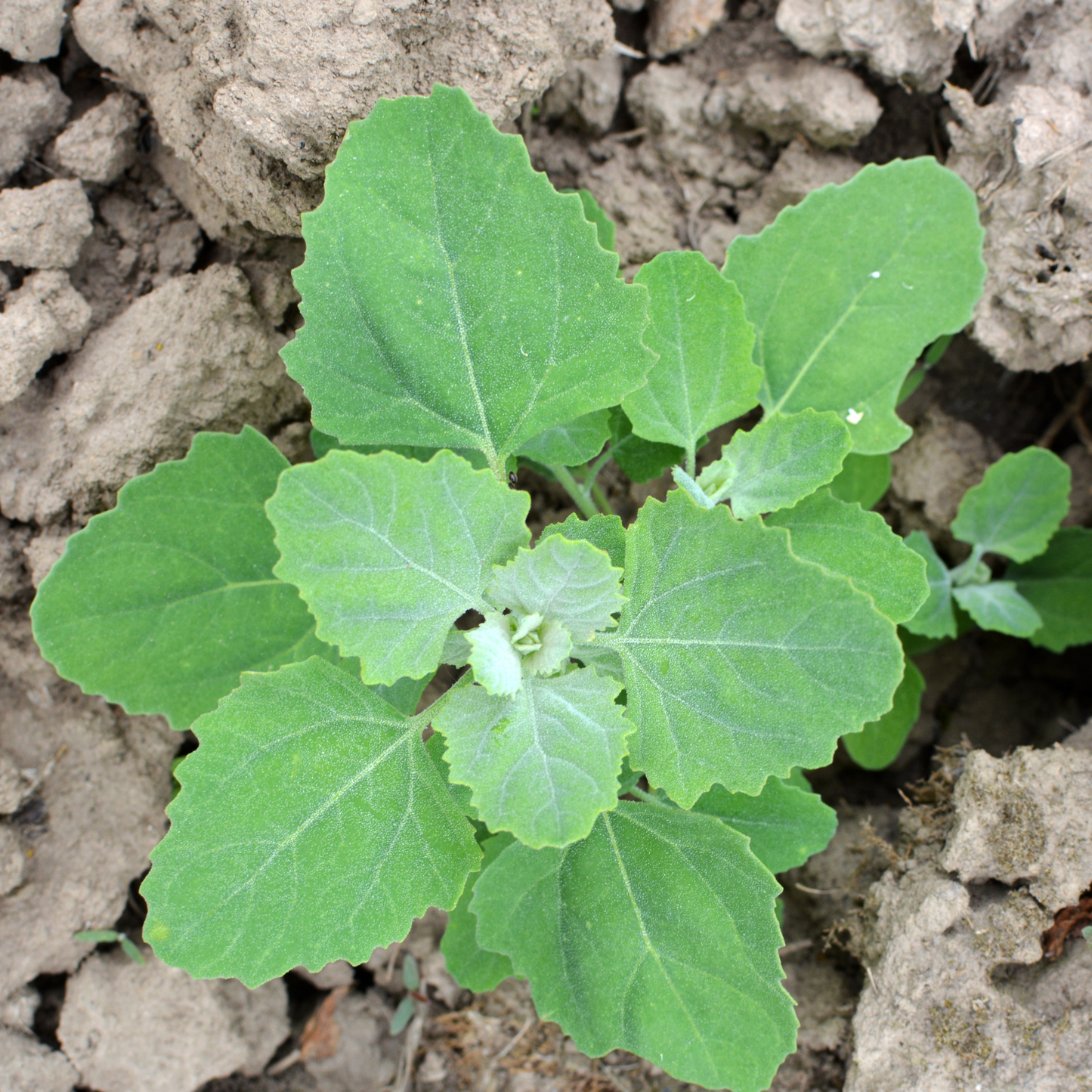 Lamb’s Quarters Seeds | Goosefoot | Wild Hen |  (Chenopodium album)