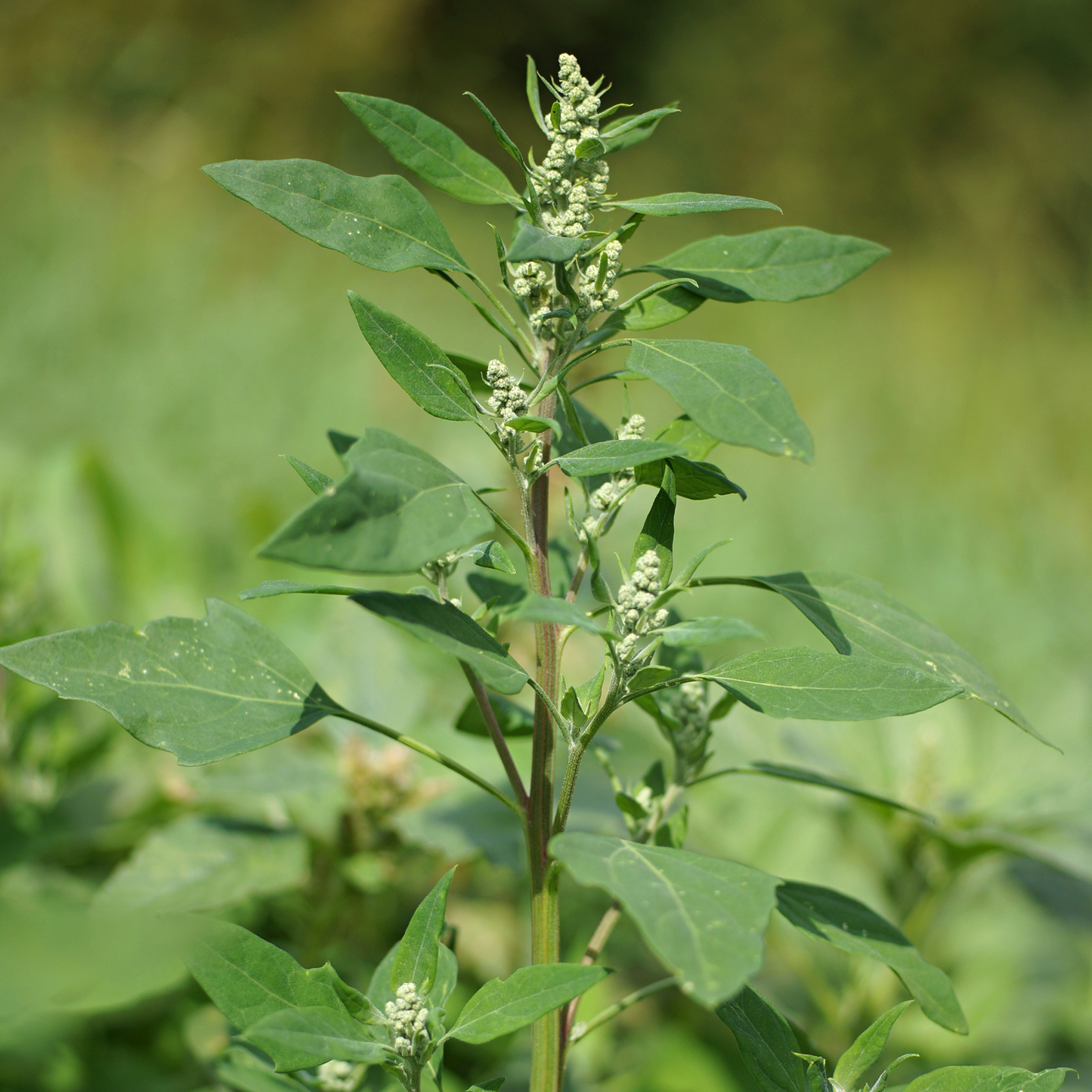 Lamb’s Quarters Seeds | Goosefoot | Wild Hen |  (Chenopodium album)
